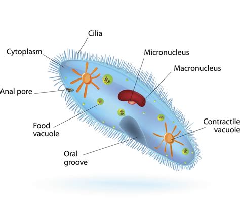 El Rincón del Pequeprofe: THE PROTISTA KINGDOM: PROTOZOA AND ALGAE