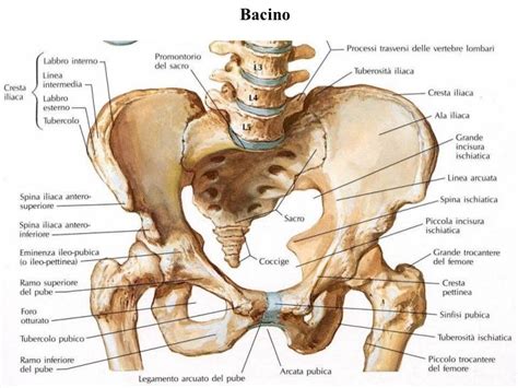 Risultati immagini per incisura ischiatica Anatomy Drawing, Guy Drawing, Figure Drawing, Gross ...