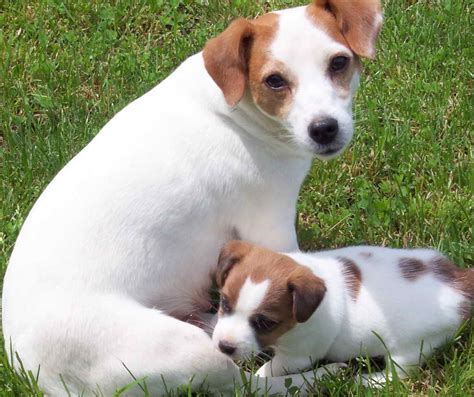 Jack Russell Terrier Puppies For Sale In Indiana | PETSIDI