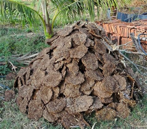 How to make Cow Dung Fertilizer for Plants