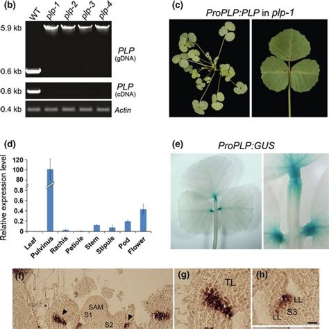 The petiolule-like pulvinus (plp) mutant of Medicago truncatula shows... | Download Scientific ...