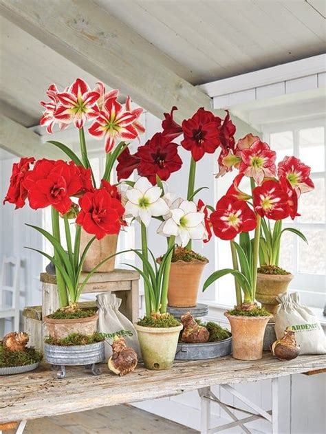 Everything About Growing Amaryllis Indoors! in 2024 | Amaryllis plant ...