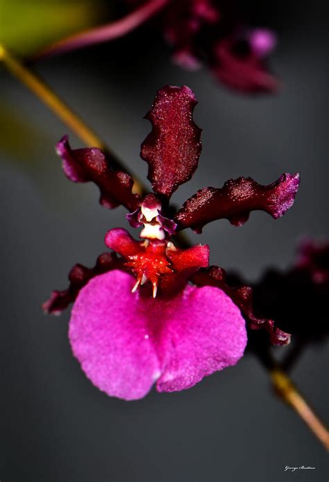 Oncidium Sharry Baby - Baby Doll Orchid 002 Photograph by George Bostian - Fine Art America