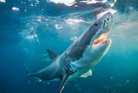 Great white shark diet STUNS scientists: 'Stereotype not very accurate' | Science | News ...