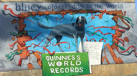 Bluey could have a leg up as Guinness World Records reviews age of world's oldest dog | The ...