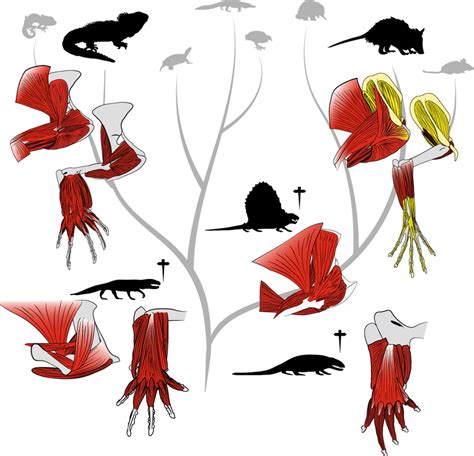 Unique aspects of mammal anatomy derive from unique aspects of ...