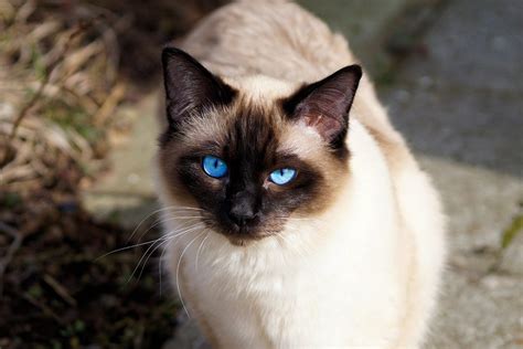 Best Siamese Cat Breed Guide - History, Health and Care