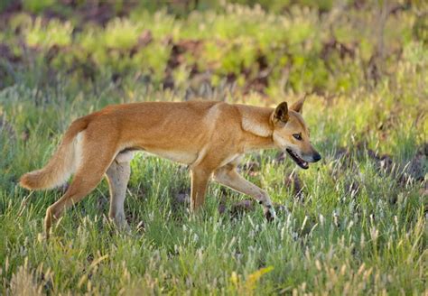 Is the Dingo Special Enough to Save? | Science | AAAS