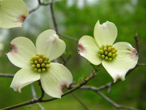 Dogwood Tree Meaning & Spiritual Symbolism (Youth & Peace)