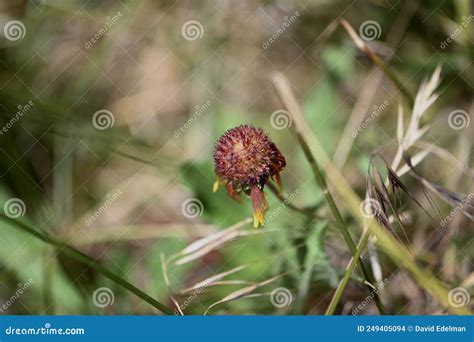 Sunflower Helianthus 2 stock photo. Image of look, source - 249405094