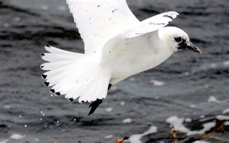 Ivory Gull – "OCEAN TREASURES" Memorial Library