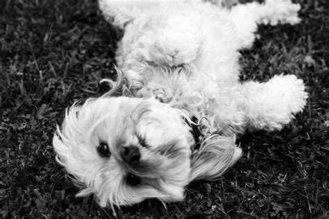 Free Images : black and white, puppy, vertebrate, dog breed, lhasa apso, maltese, bichon, shih ...
