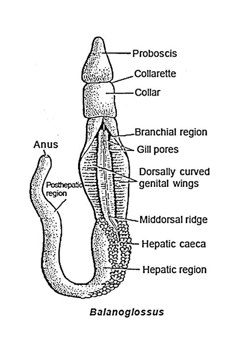 Animal Diversity- II Paper - II B. Sc- I Zoology Paper - II : Protochordates - phylogeny of ...