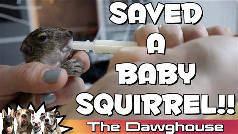 5 week old Baby Squirrel FEEDING TIME - YouTube