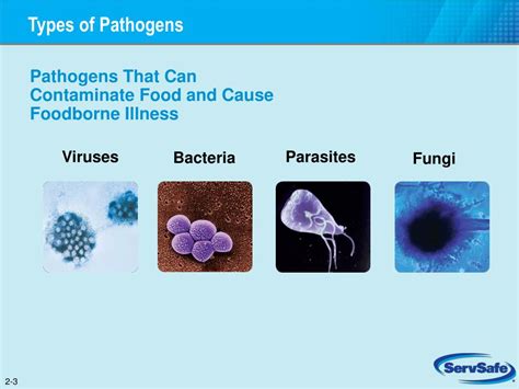 6 Types Of Pathogens