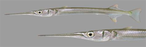 Redfin Needlefish | Florida fish, Shark pictures, Fish gallery