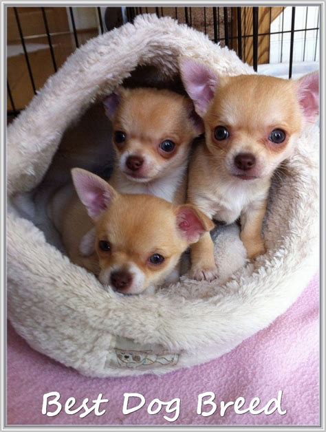 Deer Head Chihuahua Puppy Breeders - Pets Lovers