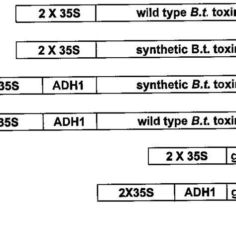 Accumulation of B.t.-toxin protein in plants expressing the wild-type... | Download Scientific ...