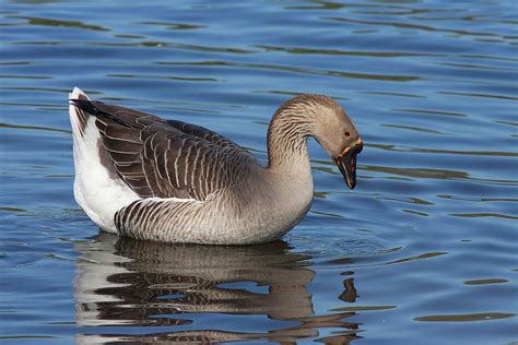 Greater White-fronted Goose Photograph by Ram Vasudev - Pixels