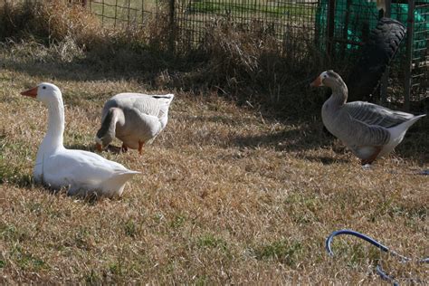 The Duck Hilton: Geese, Black East Indies Ducks and the Long Paddock