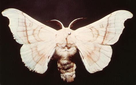 Bombyx mori - Alchetron, The Free Social Encyclopedia