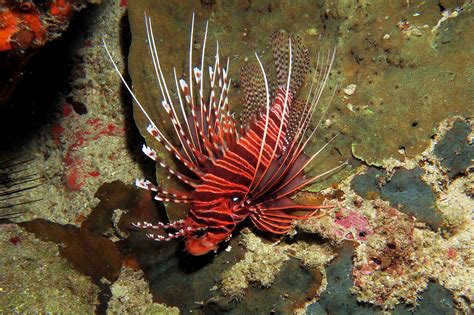 Similan Islands night dive | Thailand Liveaboards