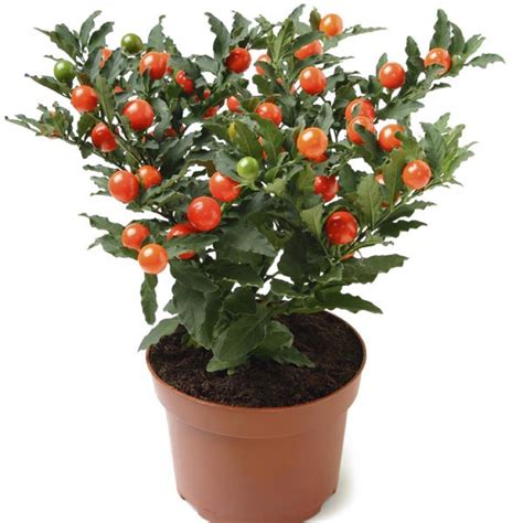 Jerusalem Cherry (Solanum pseudocapsicum) - MyGardenLife