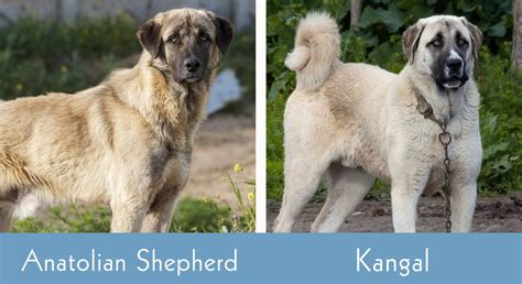 Anatolian Shepherd vs Kangal: Which Dog to Choose? | Hepper