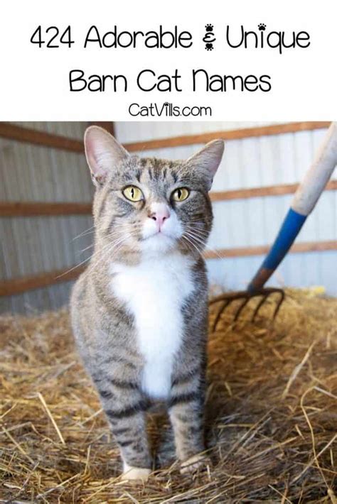 400+ Adorable and Unique Barn Cat Names for Your Kitty