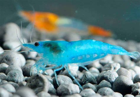 Blue Velvet Shrimp – Detailed Guide: Care, Diet and Breeding - Shrimp ...