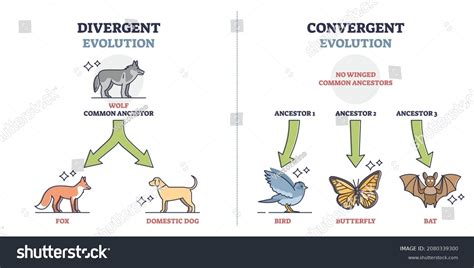 1 Convergent Or Parallel Evolution Animals Stock Vectors, Images ...