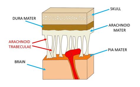 Arachnoid trabeculae - definition — Neuroscientifically Challenged