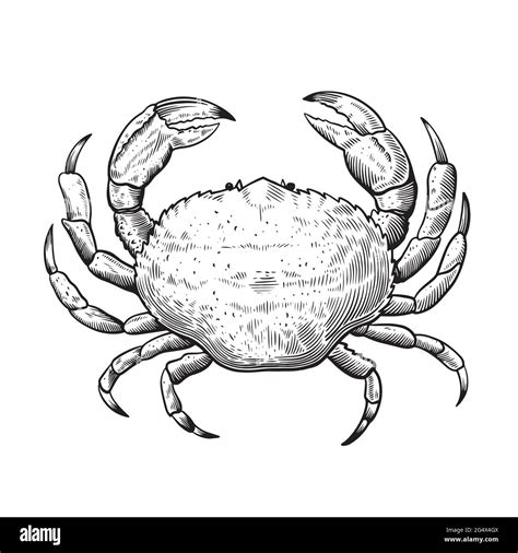 Crab Underwater Drawing