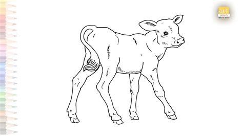 Draw Calf