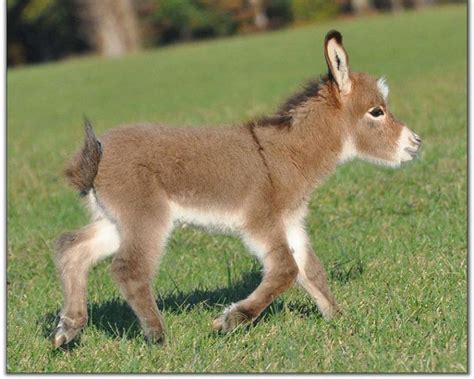 Donkeys images Donkey Baby HD wallpaper and background photos (25772239)