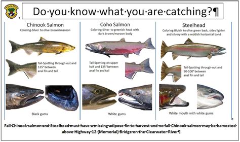 Coho Salmon Identification