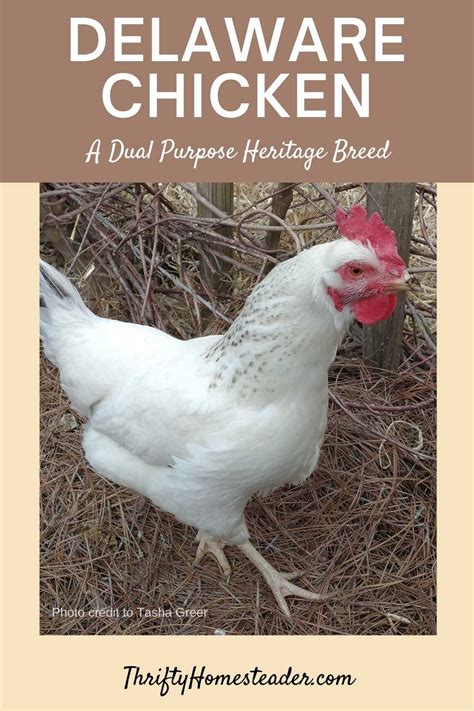 Delaware Chicken: A Dual Purpose Heritage Breed