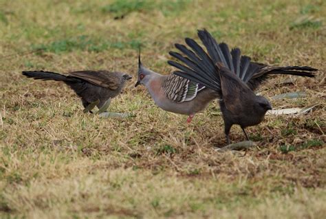 eBird Checklist - 4 Aug 2022 - Cobar Caravan Park - 10 species