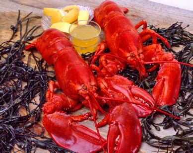 Best Boston Seafood Restaurants - Lobster Rolls, Oysters, Chowder