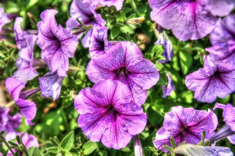 Purple Petunias Photograph by Ken Reardon - Fine Art America