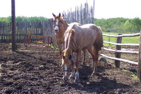 Horses Corral Free Stock Photo - Public Domain Pictures