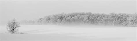 หิมะ, ปกคลุม, เปลือย, ต้นไม้, ภูมิทัศน์ฤดูหนาว, ธรรมชาติ, เต็มไปด้วยหิมะ, Zing | Piqsels