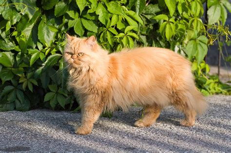 Orange Persian Cat: Facts, Genetics & FAQs (With Pictures)