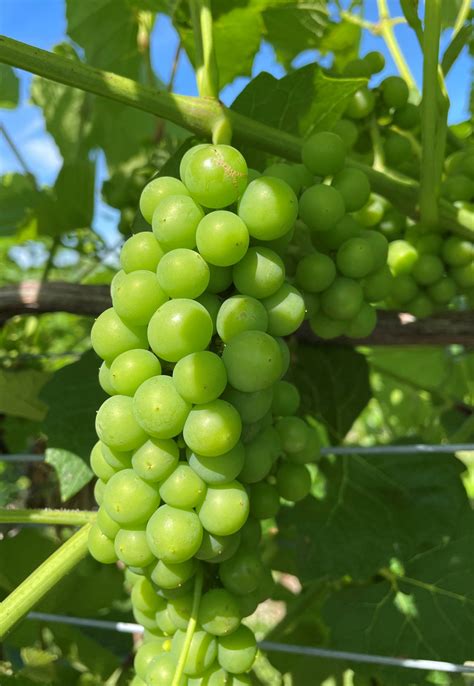 Grape Cultivar Developmental Stages: June 21, 2021 – Wisconsin Fruit