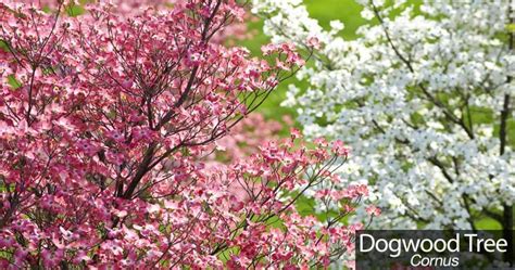 Dogwood Tree: How To Care For The Beautiful Flowering Dogwood