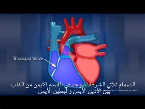 ‫تشريح قلب الإنسان وتوضيح وظيفته‬‎ - YouTube