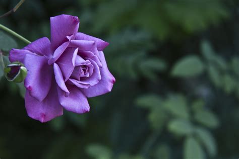 Dark Pink Rose Free Stock Photo - Public Domain Pictures