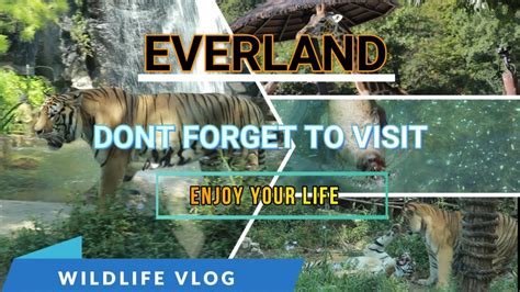 Everland (best visit destination of South Korea) Zoo park - YouTube