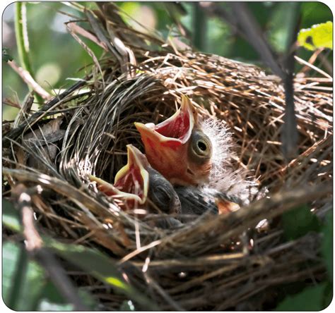 A cardinal nest easily supports the weight of the bird, as well as ...