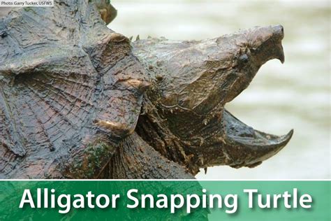 Alligator Snapping Turtle Facts: The Largest Freshwater Turtle In America